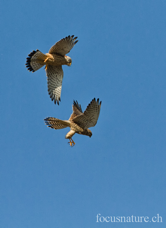 Faucon crecerelle 0506.jpg - Faucon crécerelle - Common Kestrel - Falco Tinnunculus (Genève, Suisse, mars 2012)
